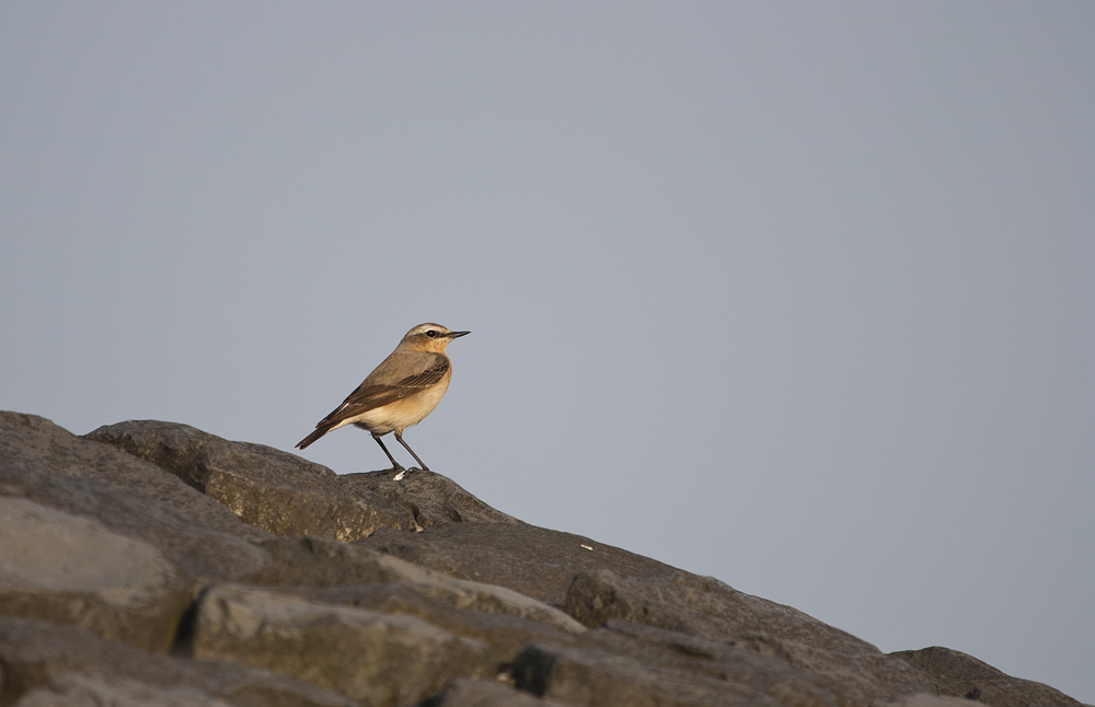 - Steinschmätzer (Oenanthe oenanthe) -