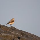 - Steinschmätzer (Oenanthe oenanthe) -