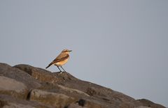 - Steinschmätzer (Oenanthe oenanthe) -