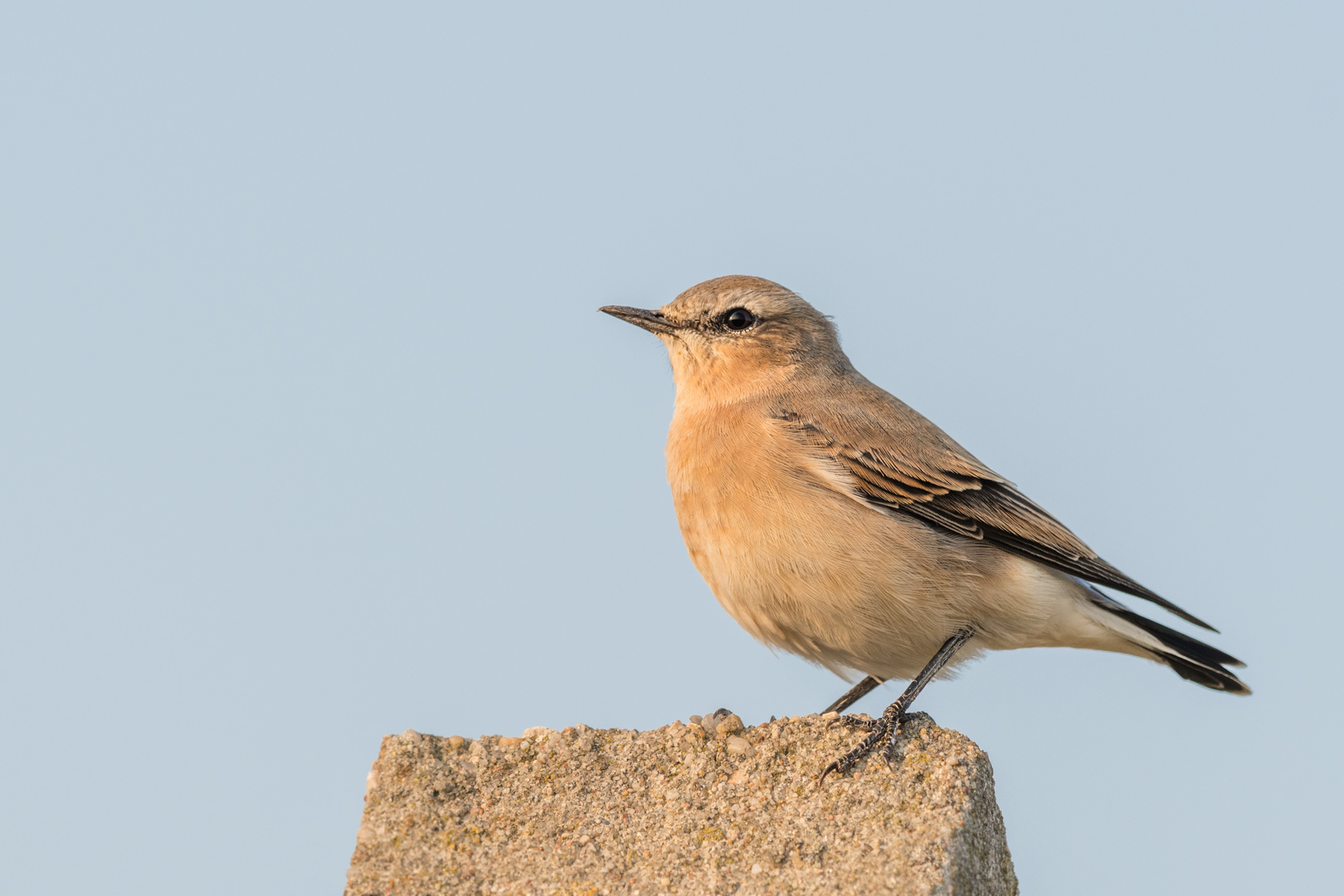 Steinschmätzer (Oenanthe oenanthe) 