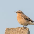 Steinschmätzer (Oenanthe oenanthe) 