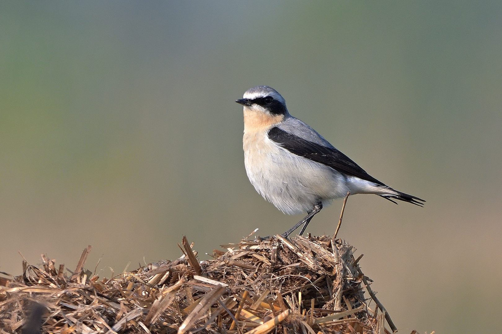 Steinschmätzer (Oenanthe oenanthe)