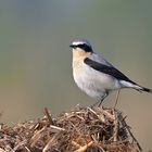 Steinschmätzer (Oenanthe oenanthe)