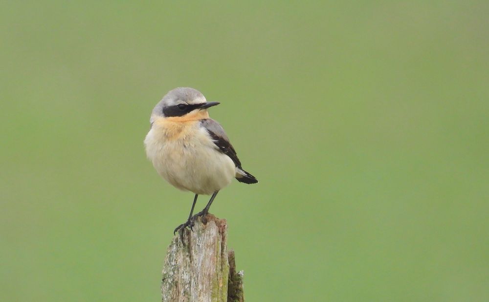 Steinschmätzer (Oenanthe oenanthe)