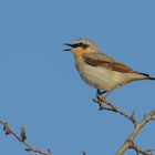 Steinschmätzer (Oenanthe oenanthe) ...