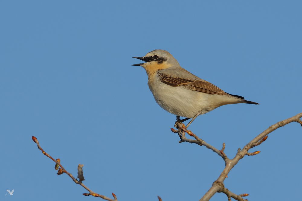 Steinschmätzer (Oenanthe oenanthe) ...