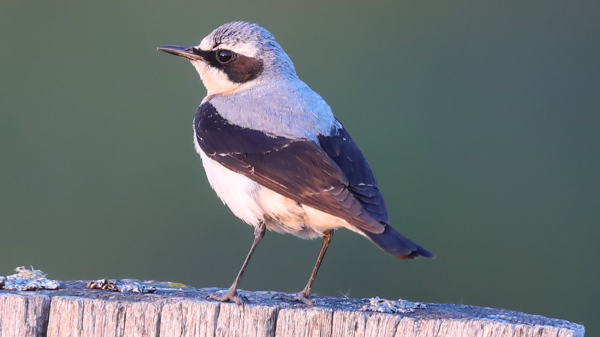 Steinschmätzer (Oenanthe oenanthe) 