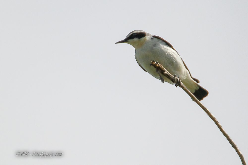 Steinschmätzer (Oenanthe oenanthe)