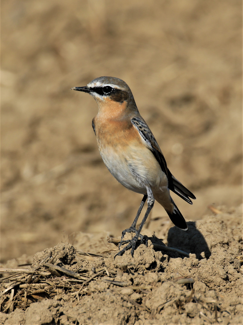 Steinschmätzer (Oenanthe oenanthe)