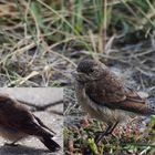 Steinschmätzer (Oenanthe oenanthe) Jungvogel