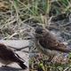 Steinschmtzer (Oenanthe oenanthe) Jungvogel