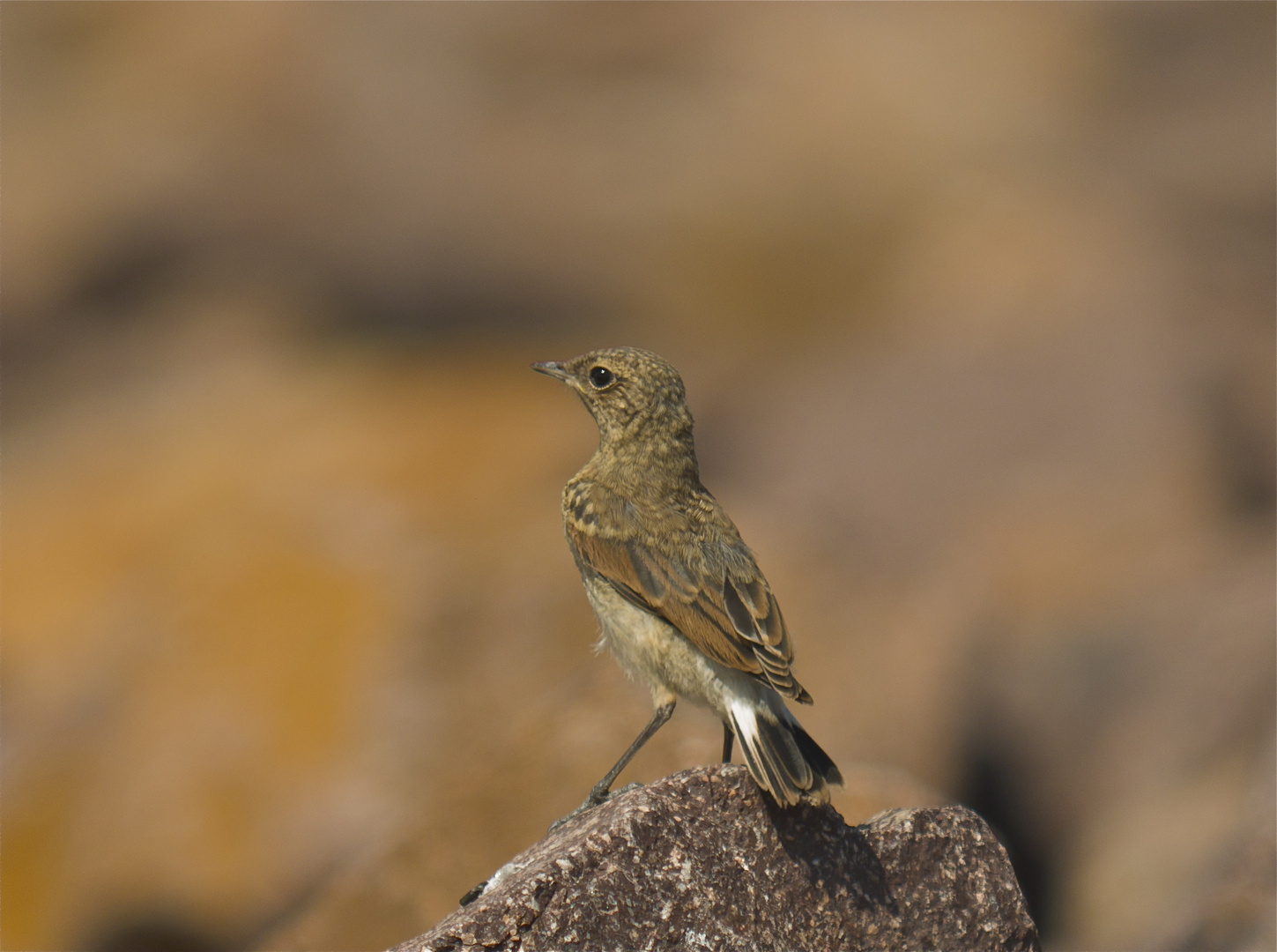 Steinschmätzer (oenanthe oenanthe) juv.