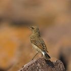 Steinschmätzer (oenanthe oenanthe) juv.