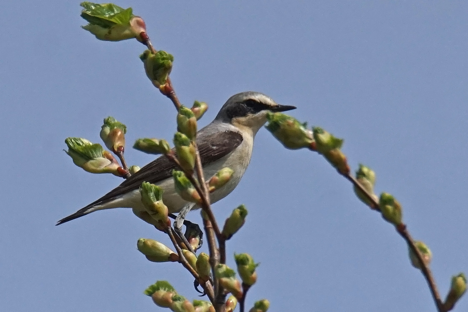 Steinschmätzer (Oenanthe oenanthe), Männchen