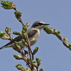 Steinschmätzer (Oenanthe oenanthe), Männchen