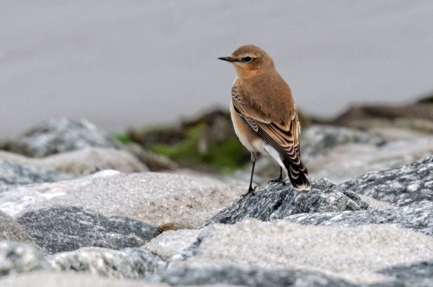 Steinschmätzer (Oenanthe oenanthe), Weibchen