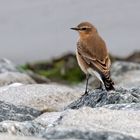 Steinschmätzer (Oenanthe oenanthe), Weibchen