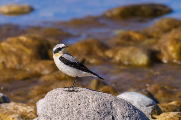 Steinschmätzer Shooting auf Öland