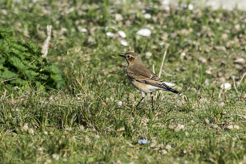 Steinschmätzer Weibchen auf Norderney