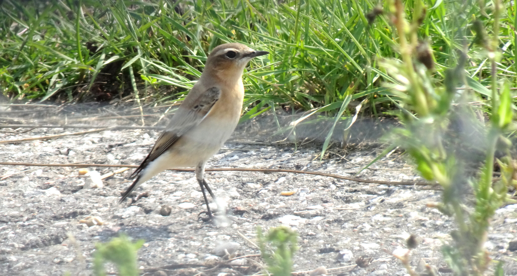 Steinschmätzer-Weibchen (Oenanthe oenanthe)