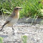 Steinschmätzer-Weibchen (Oenanthe oenanthe)