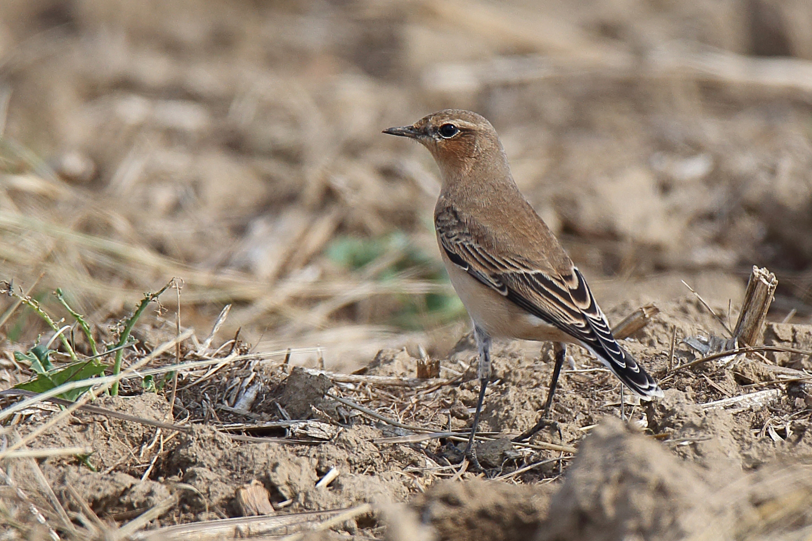 Steinschmätzer  weiblich (Oenanthe oenanthe)