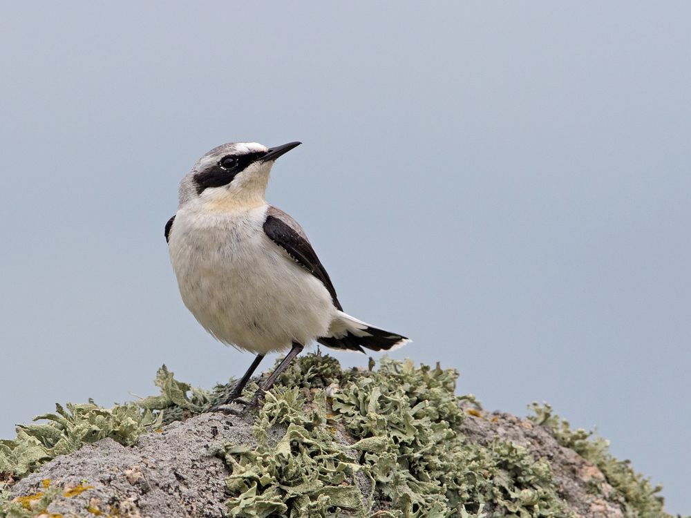 Steinschmätzer / Wheatear