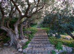 Steintreppe auf Palma de Mallorca