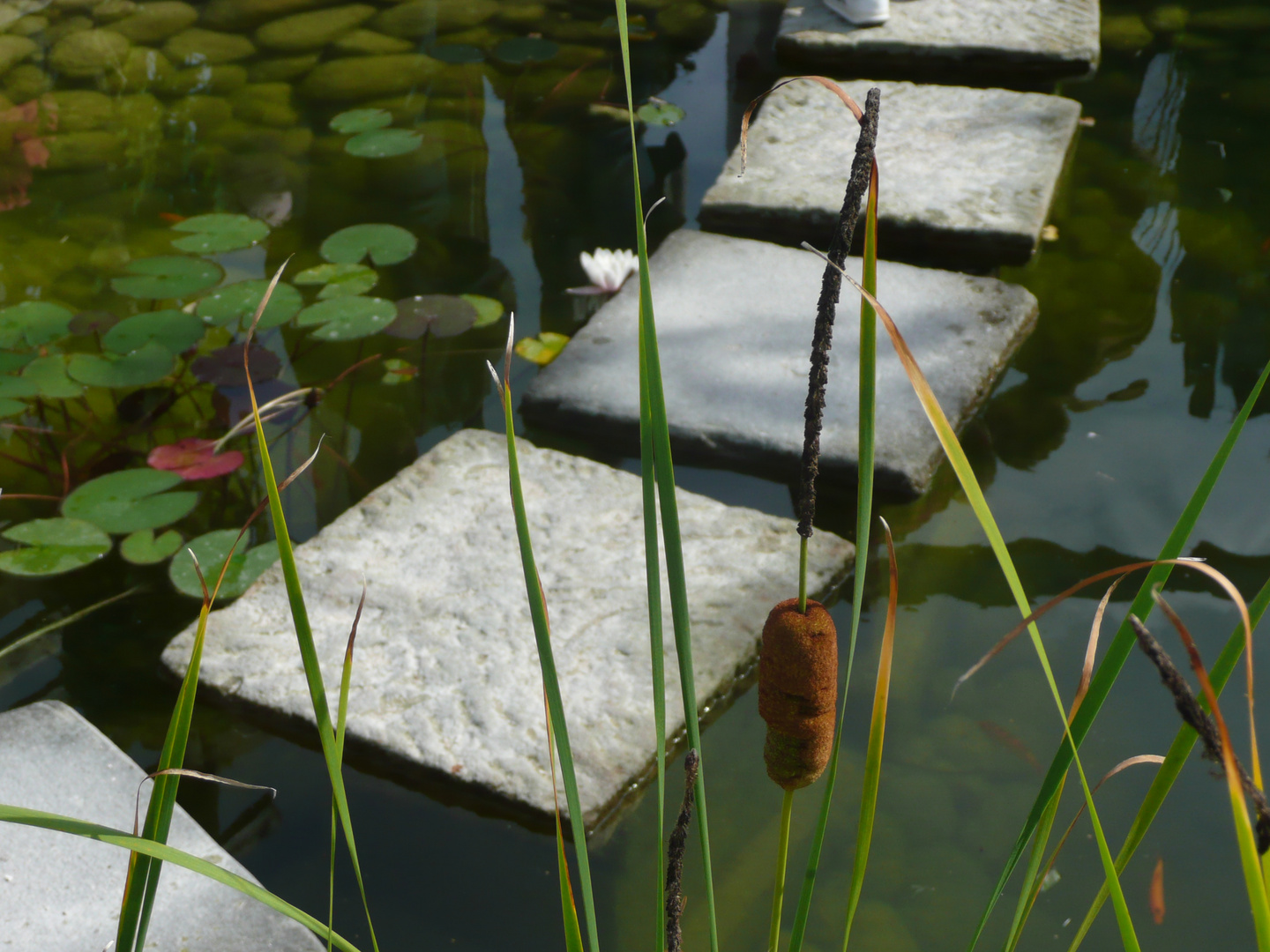 Steintritte im Teich