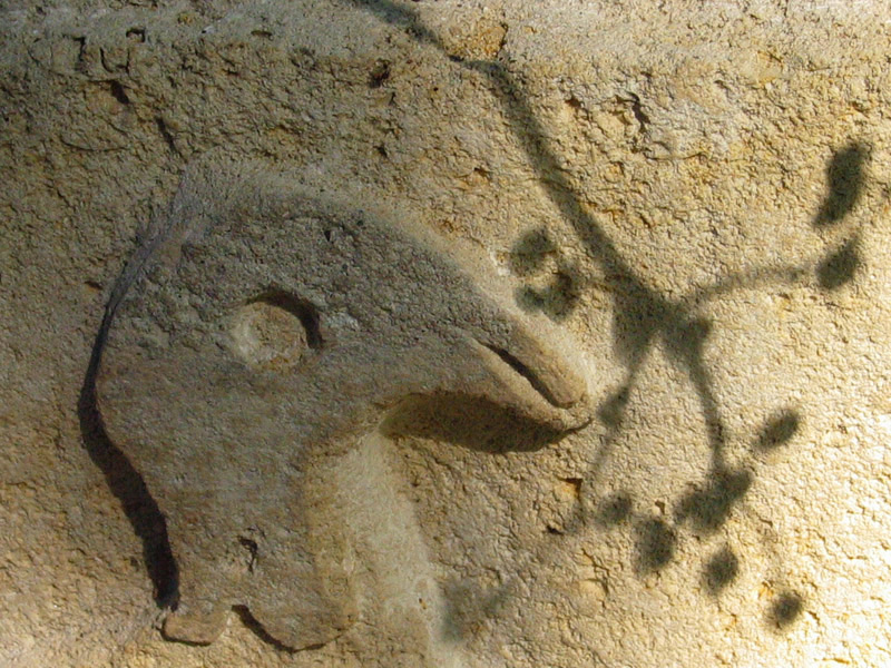 Steinvögel ernähren sich hauptsächlich durch Schatten-morellen