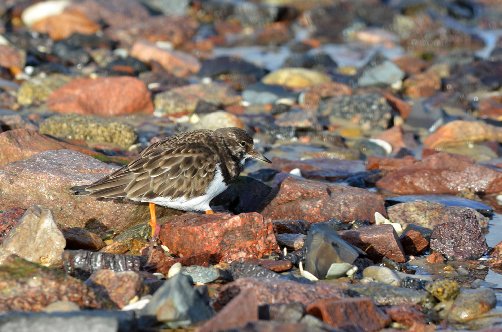 Steinwälzer (alter Titel Strandläufer)