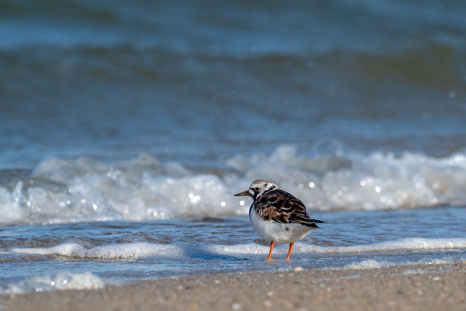 Steinwälzer am Strand