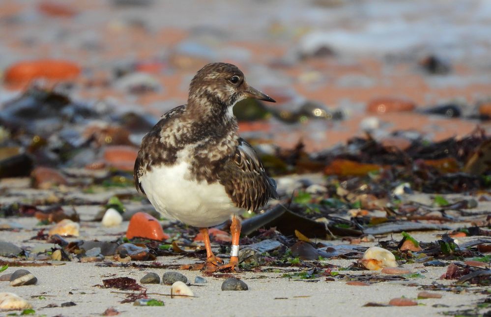 Steinwälzer am Strand von Helgoland