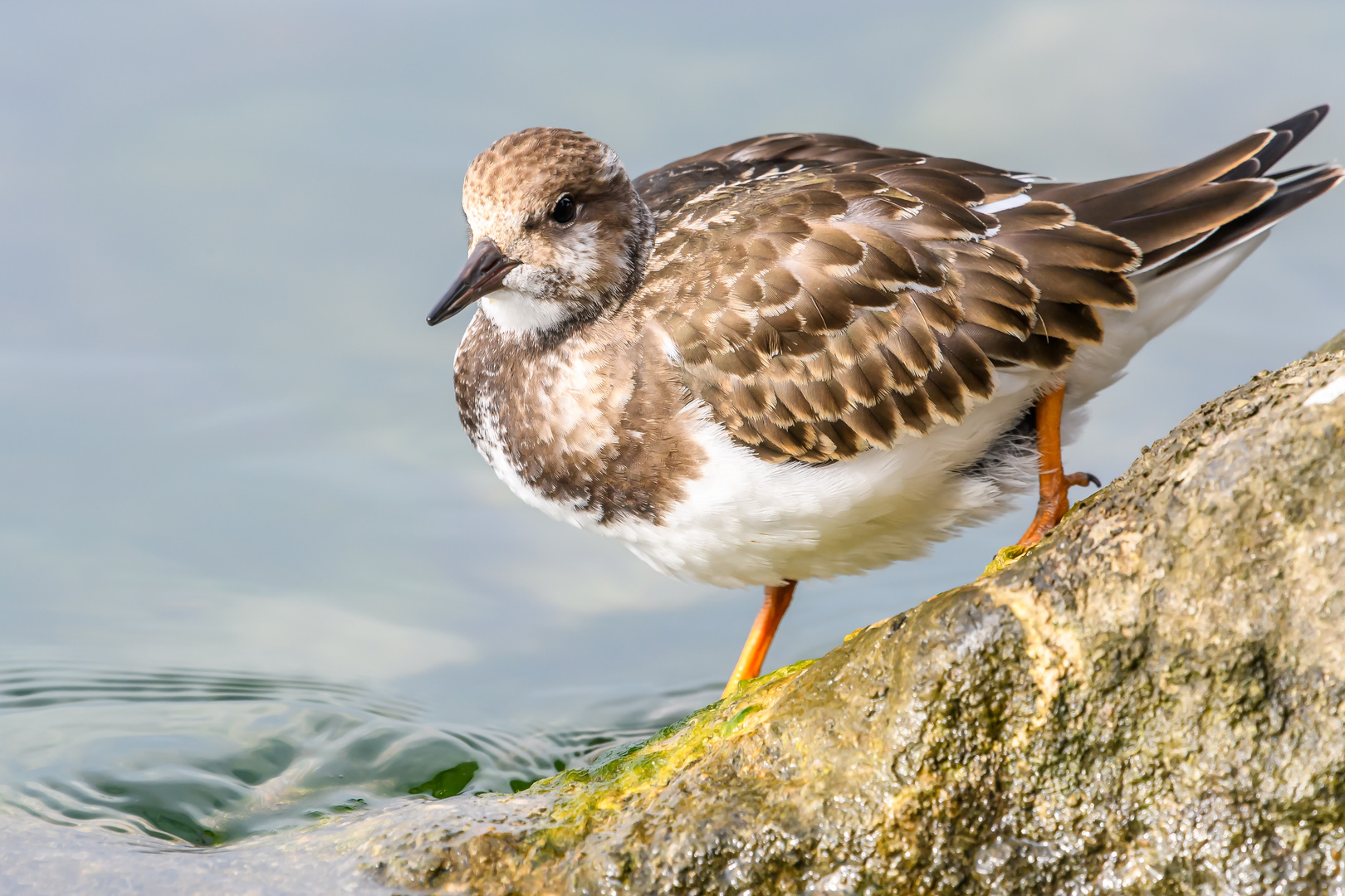 Steinwälzer (Arenaria interpres)