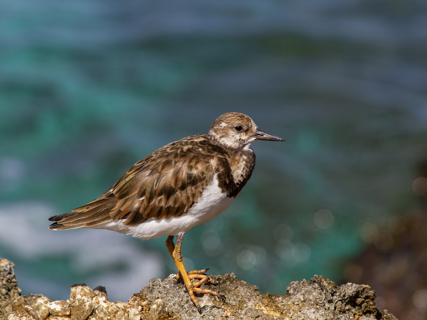 STEINWÄLZER (Arenaria interpres)