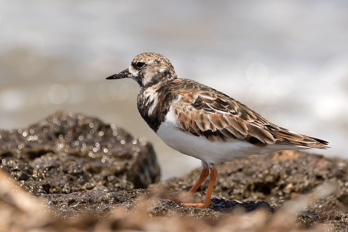 Steinwälzer (Arenaria interpres)