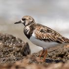 Steinwälzer (Arenaria interpres)