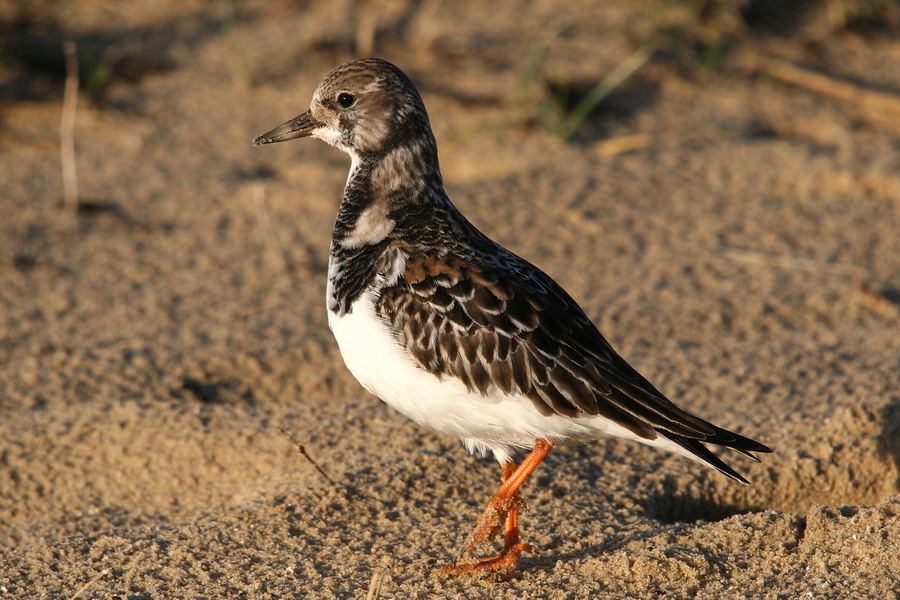 Steinwälzer ( Arenaria interpres )