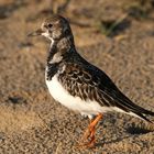 Steinwälzer ( Arenaria interpres )