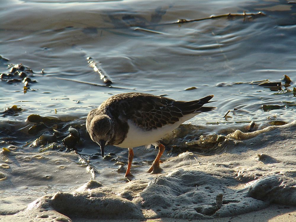 Steinwälzer (Arenaria interpres) von Jutta Katzer 