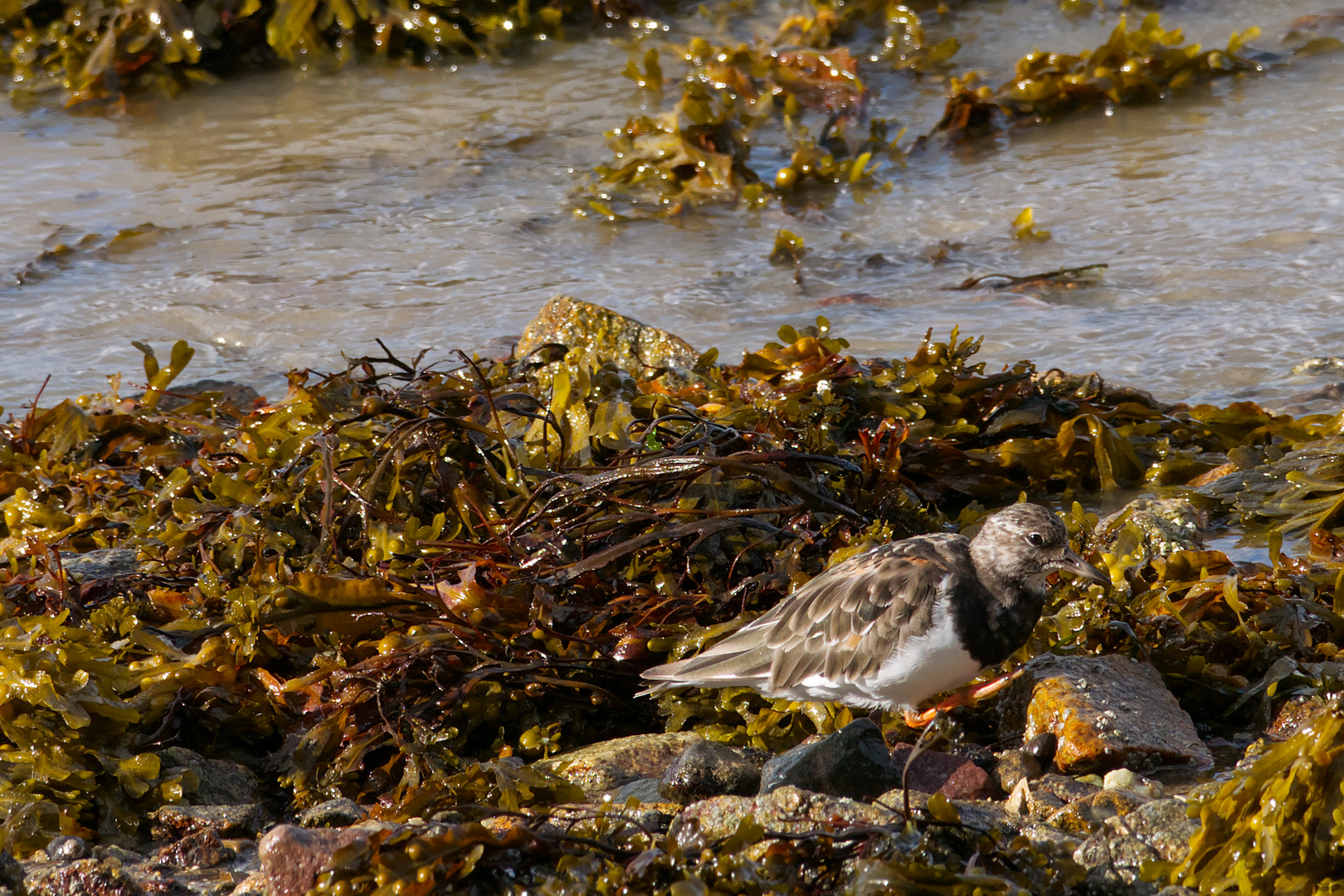 Steinwälzer (Arenaria interpres) auf Nahrungssuche