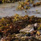 Steinwälzer (Arenaria interpres) auf Nahrungssuche