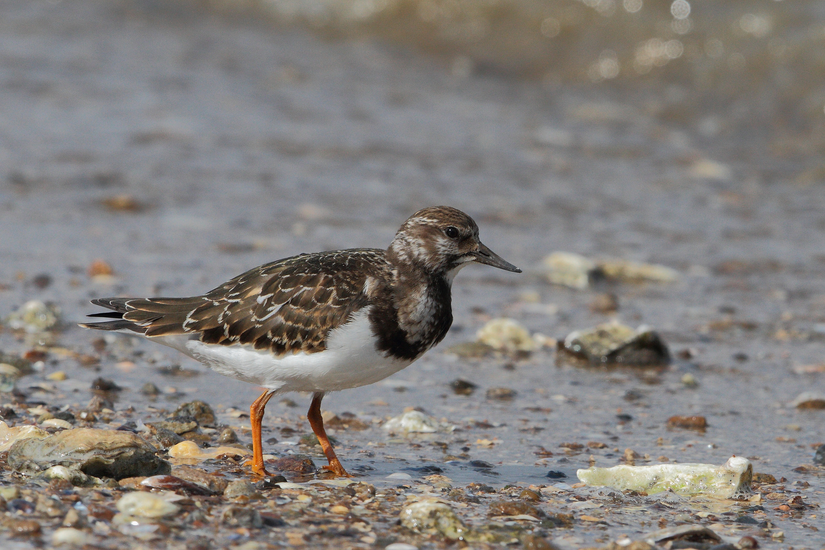 Steinwälzer (Arenaria interpres)