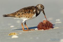 Steinwälzer (Arenaria interpres) kleine Serie Teil 4