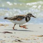 Steinwälzer (Arenaria interpres - Ruddy Turnstone)