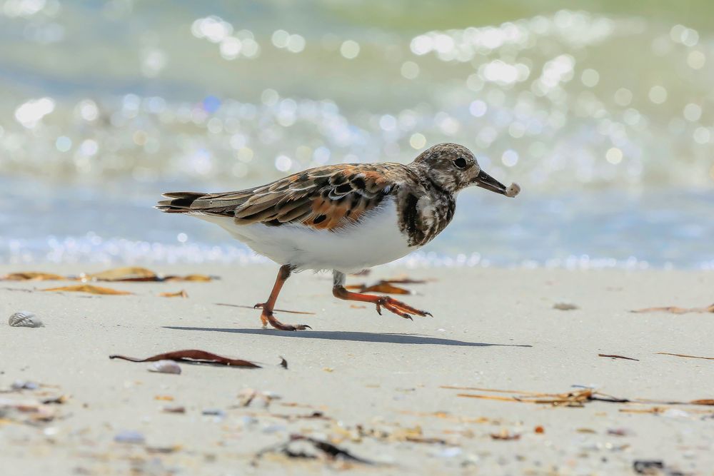 Steinwälzer (Arenaria interpres - Ruddy Turnstone)