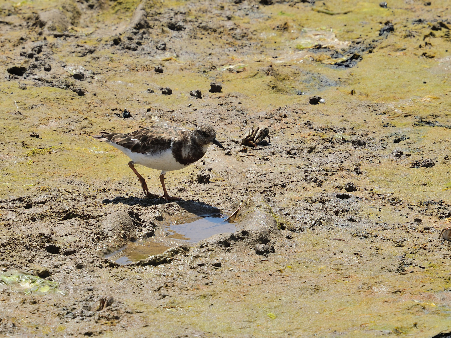 Steinwälzer (Arenaria interpres), Ruddy turnstone, Vuelvepiedras común