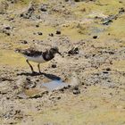 Steinwälzer (Arenaria interpres), Ruddy turnstone, Vuelvepiedras común