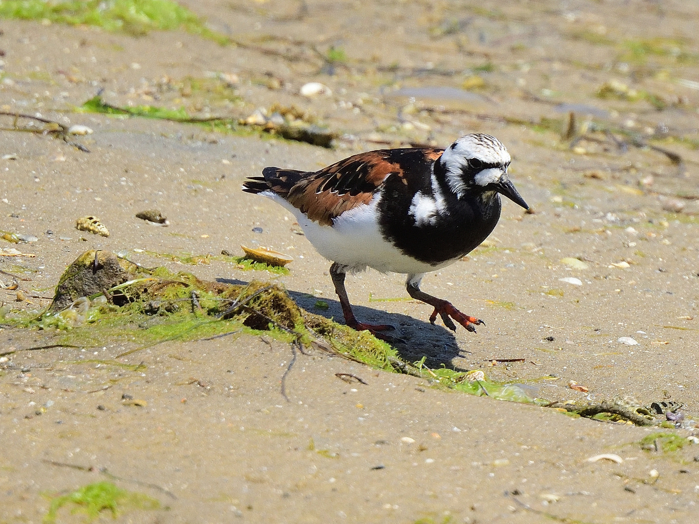 Steinwälzer (Arenaria interpres), Ruddy turnstone, Vuelvepiedras común