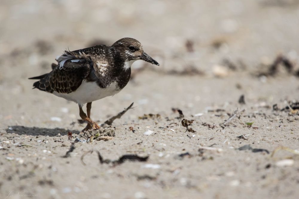 Steinwälzer auf Amrum